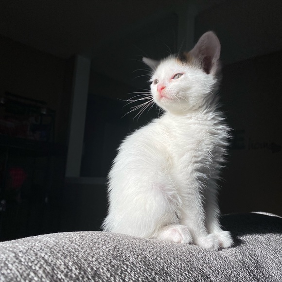 Meet Akari the Cresent Moon Calico😻🐾 - Picture 15 of 16